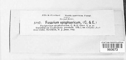 Fusarium episphaericum image